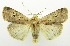  (Diarsia intermixta complex - USNM ENT 00706913)  @15 [ ] Unspecified (default): All Rights Reserved  Unspecified Unspecified