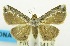  (Oruza vacillans - USNM ENT 00706932)  @11 [ ] Unspecified (default): All Rights Reserved  Unspecified Unspecified