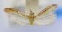  (Maliarpha concinnella - USNM ENT 00718917)  @12 [ ] Unspecified (default): All Rights Reserved  Unspecified Unspecified