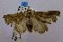  ( - USNM ENT 00719342)  @13 [ ] Unspecified (default): All Rights Reserved  Unspecified Unspecified