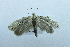  (Yponomeuta morbillosa - USNM ENT 00719408)  @13 [ ] Unspecified (default): All Rights Reserved  Unspecified Unspecified