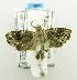  ( - USNM ENT 00720706)  @12 [ ] Unspecified (default): All Rights Reserved  Unspecified Unspecified