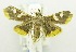  (Prophantis androstigmata - USNM ENT 00721020)  @15 [ ] Unspecified (default): All Rights Reserved  Unspecified Unspecified