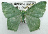  (Maxates imitans - USNM ENT 00723574)  @14 [ ] Unspecified (default): All Rights Reserved  Unspecified Unspecified