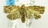  (Isodemis sp. AAO0036 - USNM ENT 00724391)  @14 [ ] Unspecified (default): All Rights Reserved  Unspecified Unspecified