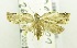  (Adoxophyes sp. AAA9592 - USNM ENT 00724423)  @13 [ ] Unspecified (default): All Rights Reserved  Unspecified Unspecified