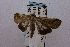  (Savoca nr. xista - USNM ENT 00730904)  @12 [ ] Unspecified (default): All Rights Reserved  Unspecified Unspecified