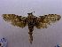  (Xyleutes mineus - USNM ENT 00730909)  @12 [ ] Unspecified (default): All Rights Reserved  Unspecified Unspecified