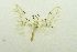  (Lemyra punctatostrigata - USNM ENT 00731682)  @14 [ ] Unspecified (default): All Rights Reserved  Unspecified Unspecified