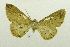  (Cyclophora nr. subroseata - USNM ENT 00731692)  @13 [ ] Unspecified (default): All Rights Reserved  Unspecified Unspecified