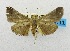  (Curena indistinctalis - USNM ENT 00732020)  @14 [ ] Unspecified (default): All Rights Reserved  Unspecified Unspecified
