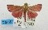  (Curena pyrochroa - USNM ENT 00732024)  @11 [ ] Unspecified (default): All Rights Reserved  Unspecified Unspecified