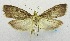  (Udea gigantalis - USNM ENT 00732039)  @14 [ ] Unspecified (default): All Rights Reserved  Unspecified Unspecified
