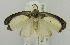  (Hemonia schistaceoalba - USNM ENT 00732151)  @14 [ ] Unspecified (default): All Rights Reserved  Unspecified Unspecified