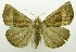  (Hypena tylistalis - USNM ENT 00732262)  @11 [ ] Unspecified (default): All Rights Reserved  Unspecified Unspecified