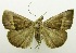  (Hypena nr. nuta - USNM ENT 00732263)  @13 [ ] Unspecified (default): All Rights Reserved  Unspecified Unspecified