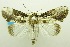  ( - USNM ENT 00732474)  @14 [ ] Unspecified (default): All Rights Reserved  Unspecified Unspecified