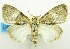  (Acatapaustus basifusca - USNM ENT 00732492)  @14 [ ] Unspecified (default): All Rights Reserved  Unspecified Unspecified