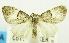  (Acatapaustus nr. basifusca - USNM ENT 00732499)  @14 [ ] Unspecified (default): All Rights Reserved  Unspecified Unspecified