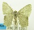  ( - USNM ENT 00732524)  @13 [ ] Unspecified (default): All Rights Reserved  Unspecified Unspecified