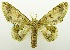  (Thaumatographe - USNM ENT 00732581)  @15 [ ] Unspecified (default): All Rights Reserved  Unspecified Unspecified