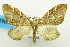  (Sterrhochaeta ruptistriga - USNM ENT 00732594)  @11 [ ] Unspecified (default): All Rights Reserved  Unspecified Unspecified
