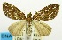  (Sterrhochaeta argyrastrape - USNM ENT 00732596)  @11 [ ] Unspecified (default): All Rights Reserved  Unspecified Unspecified