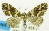  ( - USNM ENT 00732616)  @11 [ ] Unspecified (default): All Rights Reserved  Unspecified Unspecified