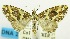  (Parachaetolopha anomala - USNM ENT 00732617)  @11 [ ] Unspecified (default): All Rights Reserved  Unspecified Unspecified