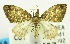  (Sterrhochaeta constellata - USNM ENT 00732622)  @13 [ ] Unspecified (default): All Rights Reserved  Unspecified Unspecified