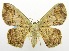  (Zythos sp - USNM ENT 00732736)  @15 [ ] Unspecified (default): All Rights Reserved  Unspecified Unspecified