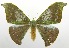  (Tanaorhinus unipuncta - USNM ENT 00732821)  @14 [ ] Unspecified (default): All Rights Reserved  Unspecified Unspecified