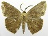  ( - USNM ENT 00732838)  @11 [ ] Unspecified (default): All Rights Reserved  Unspecified Unspecified