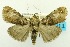  ( - USNM ENT 00733066)  @14 [ ] Unspecified (default): All Rights Reserved  Unspecified Unspecified