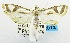  (Eoophyla trichoceralis - USNM ENT 00733331)  @14 [ ] Unspecified (default): All Rights Reserved  Unspecified Unspecified