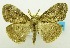  (Olene dryina - USNM ENT 00797021)  @14 [ ] Unspecified (default): All Rights Reserved  Unspecified Unspecified