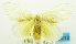  ( - USNM ENT 00797052)  @13 [ ] Unspecified (default): All Rights Reserved  Unspecified Unspecified