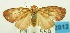  (Cyme sp. USNM2 - USNM ENT 00797081)  @13 [ ] Unspecified (default): All Rights Reserved  Unspecified Unspecified