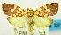  (Cyme sp. USNM3 - USNM ENT 00797108)  @14 [ ] Unspecified (default): All Rights Reserved  Unspecified Unspecified