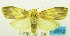  (Cyme nr. sexualis_sp - USNM ENT 00797122)  @13 [ ] Unspecified (default): All Rights Reserved  Unspecified Unspecified