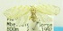  (Nudaria sp. USNM1 - USNM ENT 00797185)  @12 [ ] Unspecified (default): All Rights Reserved  Unspecified Unspecified