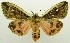  (Spilosoma germanica - USNM ENT 00797299)  @14 [ ] Unspecified (default): All Rights Reserved  Unspecified Unspecified