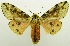  (Spilosoma dinawa - USNM ENT 00797302)  @14 [ ] Unspecified (default): All Rights Reserved  Unspecified Unspecified