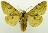  (Spilosoma alberti - USNM ENT 00797305)  @13 [ ] Unspecified (default): All Rights Reserved  Unspecified Unspecified