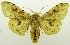  (Spilosoma sp. USNM3 - USNM ENT 00797307)  @13 [ ] Unspecified (default): All Rights Reserved  Unspecified Unspecified