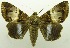  ( - USNM ENT 00797347)  @11 [ ] Unspecified (default): All Rights Reserved  Unspecified Unspecified