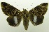  ( - USNM ENT 00797348)  @11 [ ] Unspecified (default): All Rights Reserved  Unspecified Unspecified