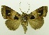  (Avatha rhynchophora - USNM ENT 00797363)  @13 [ ] Unspecified (default): All Rights Reserved  Unspecified Unspecified