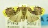  (Stenoscaptia fovealis - USNM ENT 00797407)  @14 [ ] Unspecified (default): All Rights Reserved  Unspecified Unspecified