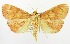  (Paliga ignealis - USNM ENT 00797459)  @15 [ ] Unspecified (default): All Rights Reserved  Unspecified Unspecified